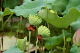 莲蓬莲子