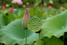 莲蓬莲子