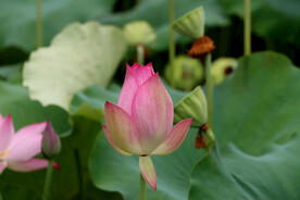 莲花花苞