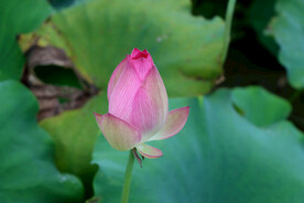 莲花花苞