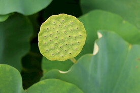 莲蓬莲子