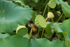莲蓬莲子