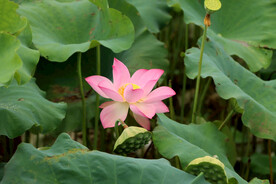 荷花