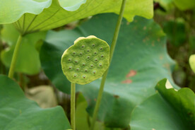 莲蓬