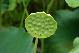 莲蓬