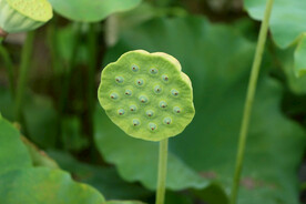 莲蓬莲子