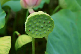 莲蓬莲子