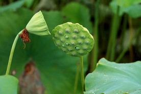莲蓬莲子
