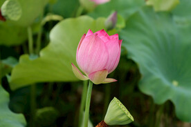 莲花花苞