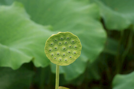 莲蓬莲子