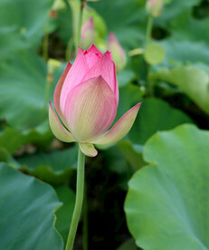 莲花花苞