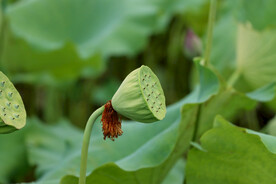莲蓬莲子
