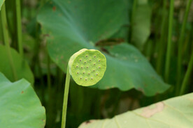 莲蓬