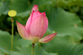 莲花花苞