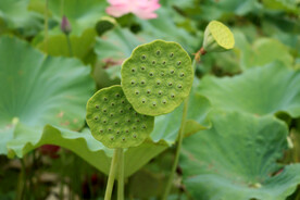 莲蓬莲子