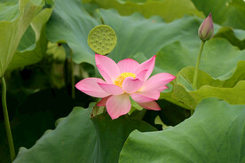 荷花