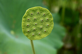 莲蓬莲子