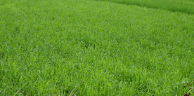 田间禾苗 春