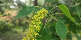 乌桕树花