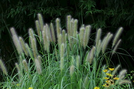 园林花草 