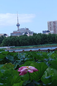 公园风景