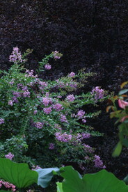 园林花草 
