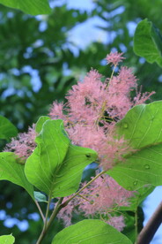 园林花草 