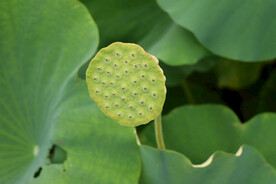 莲蓬莲子