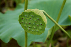 莲蓬莲子