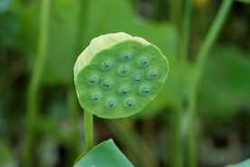 莲蓬莲子