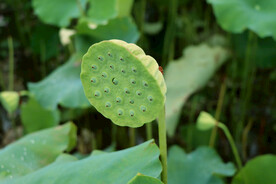 莲蓬莲子