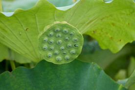 莲蓬莲子
