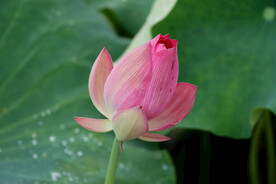 莲花花苞