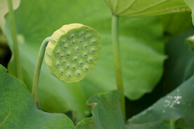 莲蓬莲子