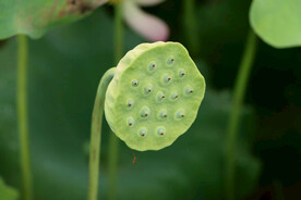 莲蓬莲子