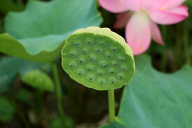 莲蓬莲子