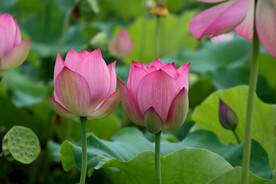 莲花花苞