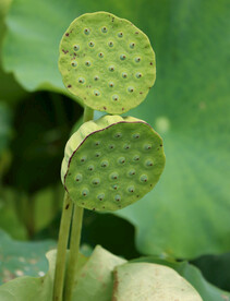 莲蓬莲子