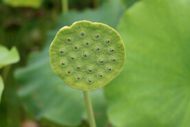 莲蓬莲子