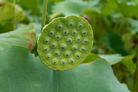 莲蓬莲子