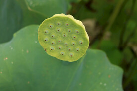 莲蓬