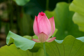 荷花花苞花蕾