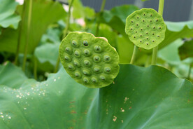 莲蓬莲子