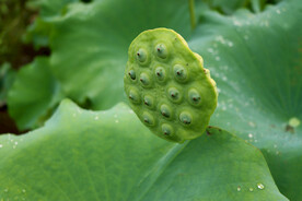莲蓬莲子