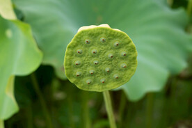 莲蓬莲子