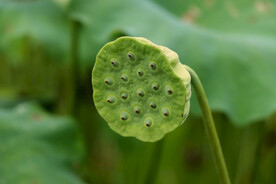 莲蓬莲子