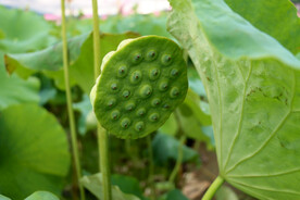 莲蓬莲子