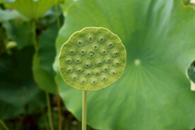 莲蓬