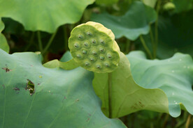 莲蓬莲子