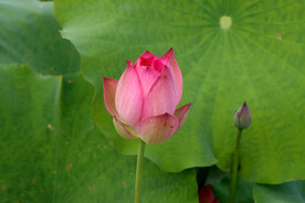 荷花花苞花蕾